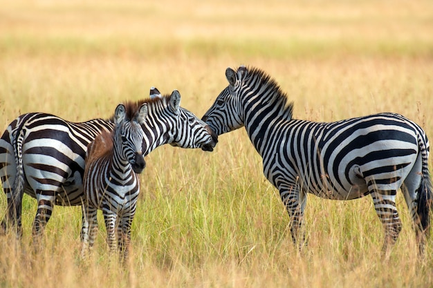 Zebra auf Grünland in Afrika, Nationalpark von Kenia