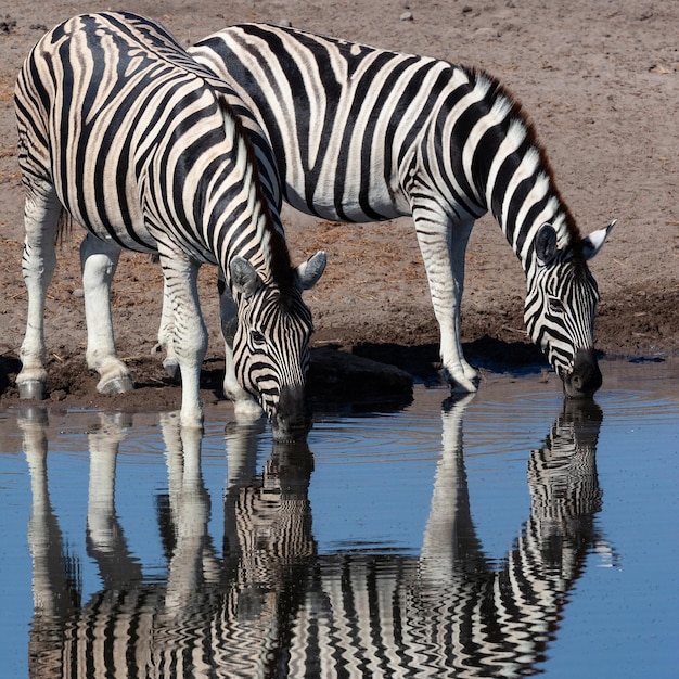 Zebra bebendo em um poço de água Namíbia África