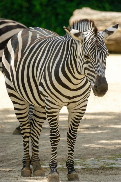 Foto zebra bebendo em um poço de água namíbia áfrica