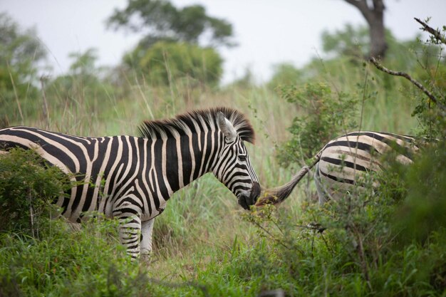 zebra bebendo em um poço de água namíbia áfrica