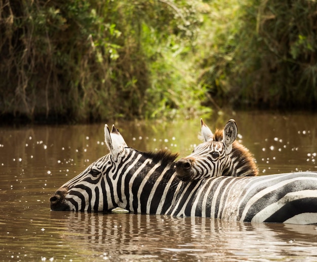 Zebra bebiendo en un río Serengeti, Tanzania, África