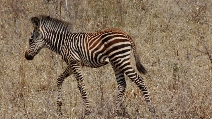 Foto zebra caminando por el campo