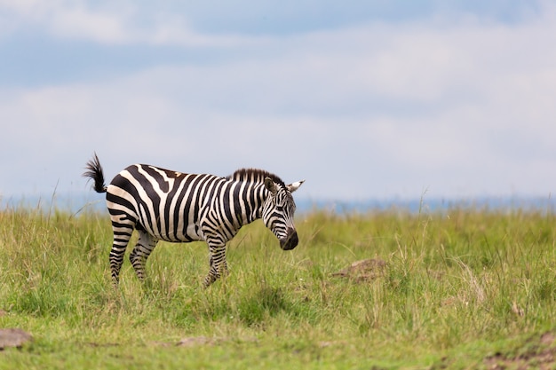 Zebra caminando sobre un prado en el paisaje de hierba