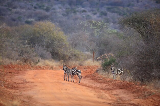 Foto zebra en el camino de tierra