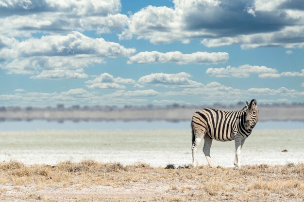 Foto zebra en un campo