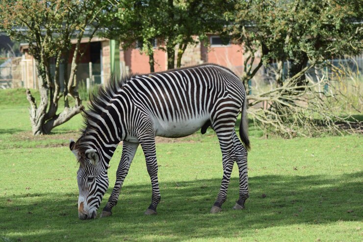 Foto zebra en un campo
