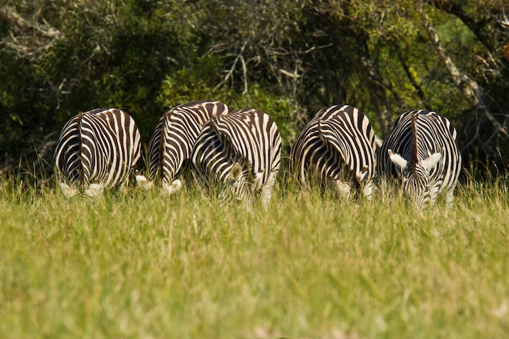 Foto zebra en el césped