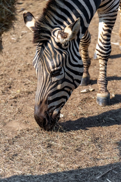 Zebra closeup