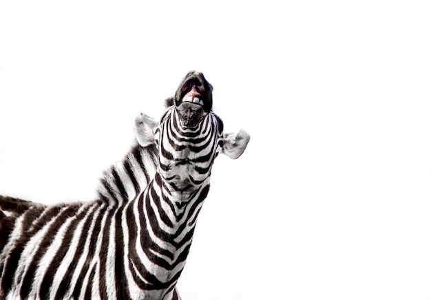 Foto zebra com a boca aberta isolada em um fundo branco