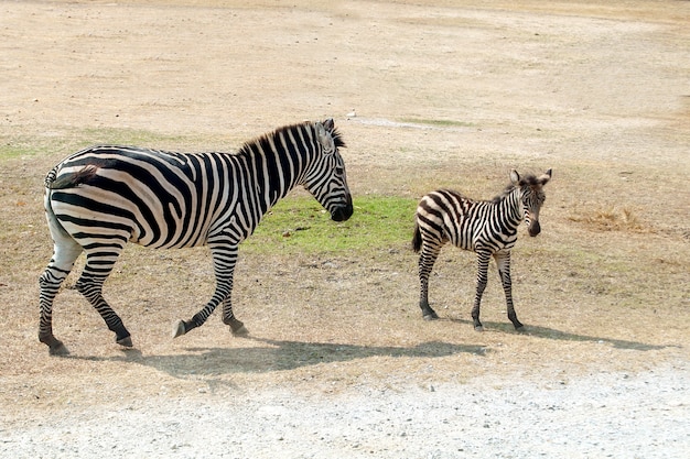 Zebra com bebê