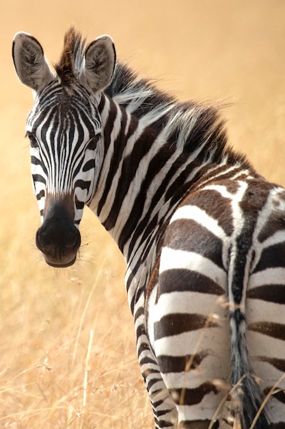 Zebra comum na savana do parque nacional Masai Mara ao amanhecer em um dia nublado de verão