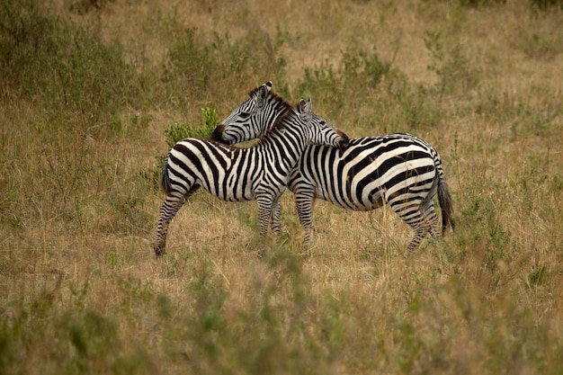 zebra comum nas pastagens da savana africana com a última luz do dia