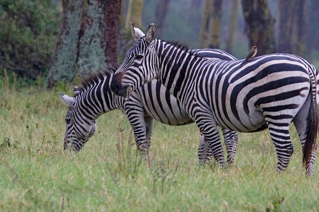 zebra comum nas pastagens da savana africana com a última luz do dia