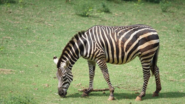 Zebra cruzando en un campo