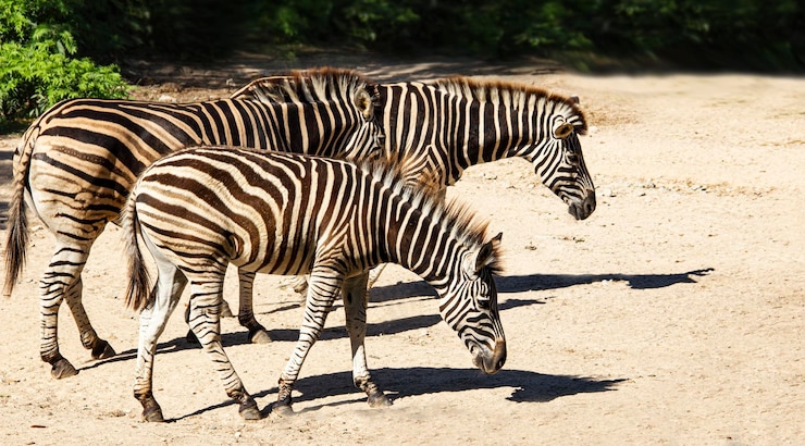Foto zebra cruzando en un campo