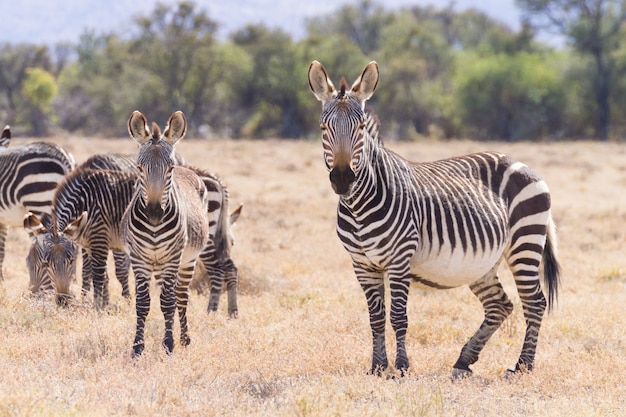 Zebra da montanha do cabo do parque nacional de mountain zebra, áfrica do sul. safari e vida selvagem. equus zebra zebra