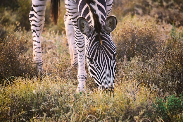 Zebra, das Gras im Addo-Nationalpark, Südafrika isst