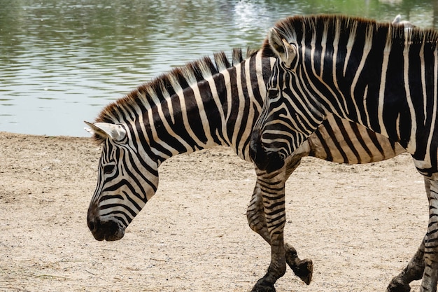 Zebra, das in der Nähe von Flusswasser läuft