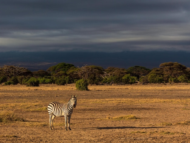 Zebra, das in der Savanne im Hintergrund des dunkelblauen Himmels steht. Amboseli-Nationalpark, Kenia