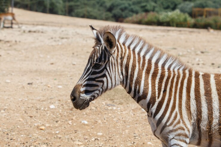 Foto zebra de burchell ou equus quagga burchellii em uma área de areia selvagem