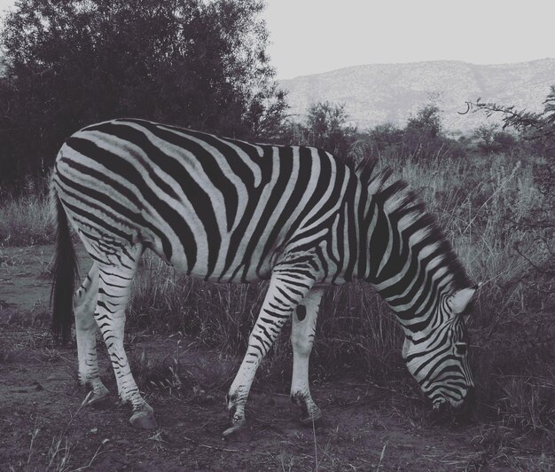 Foto zebra de pé no campo