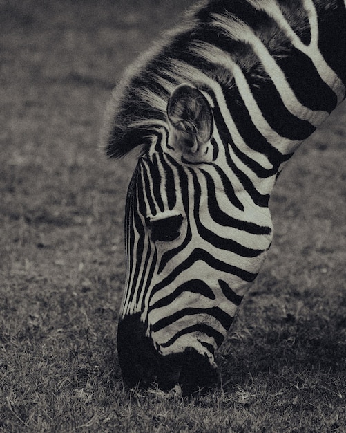 Zebra de pé no campo