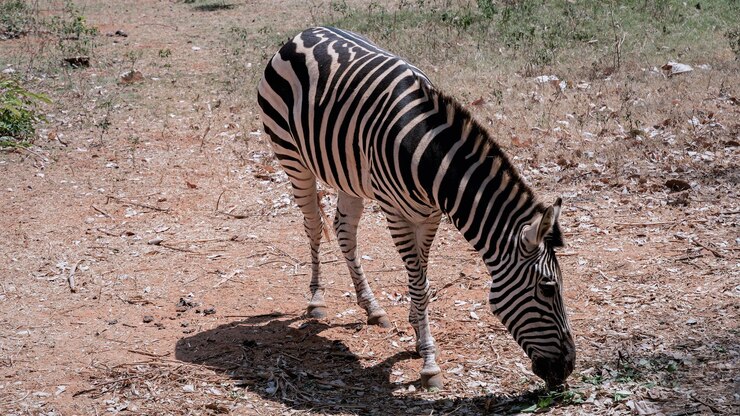 Foto zebra de pé no campo