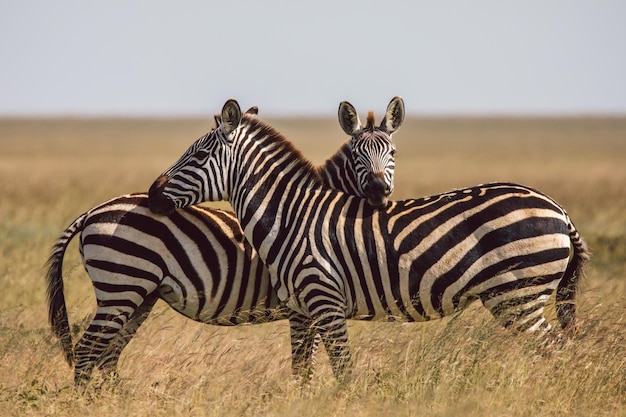 Zebra de pé no campo