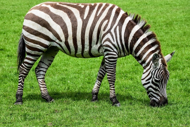 Foto zebra de pé no campo