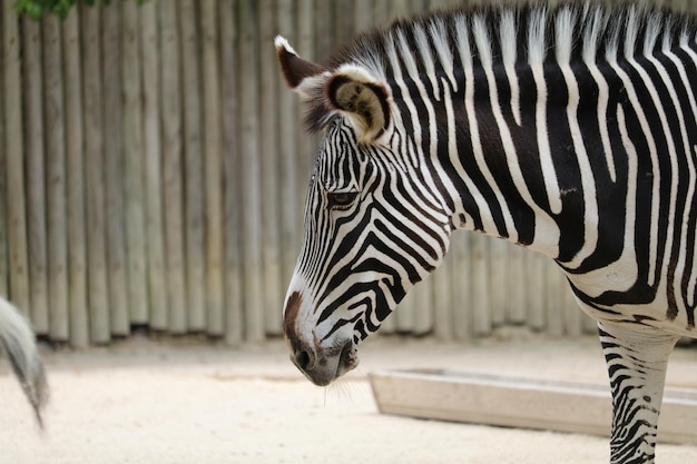 Foto zebra de pé no zoológico