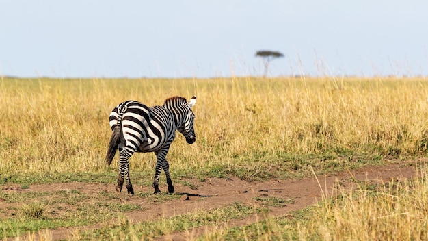 Zebra, der den Weg in Kenia Afrika hinuntergeht