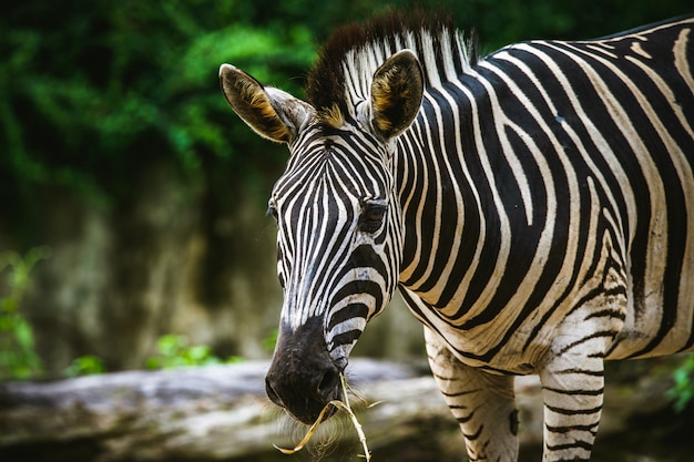 Zebra des vorgewählten Fokus, das ein Gras eatting ist