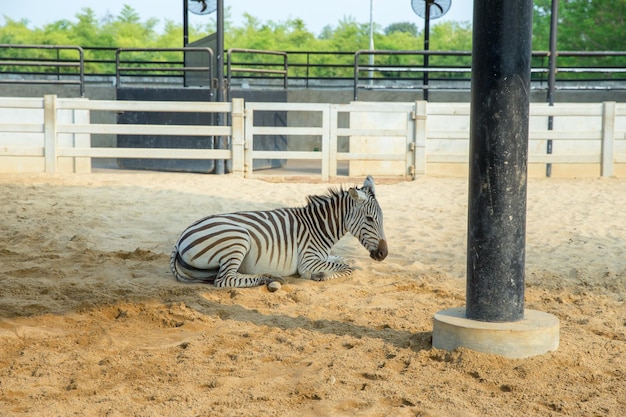 Zebra duerme en el zoológico en Sriayuthaya Lion Park enfoque selectivo