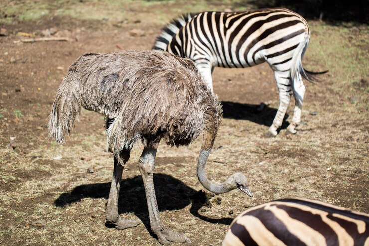 Foto zebra e avestruz em estado selvagem. maurício.