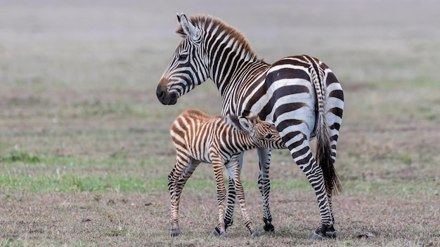 Zebra e seu filhote no campo.