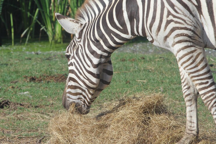 Foto zebra eatting capim