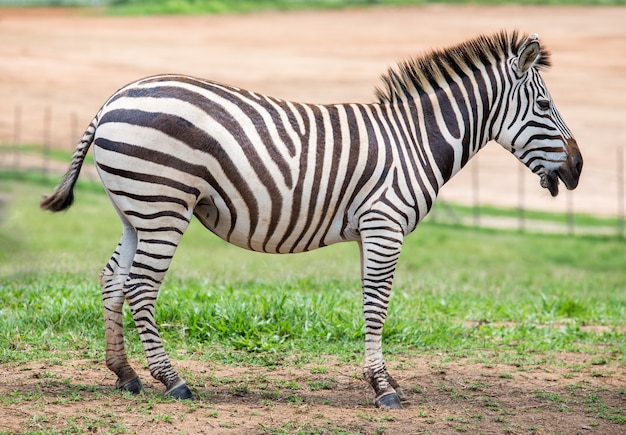 Zebra em campo