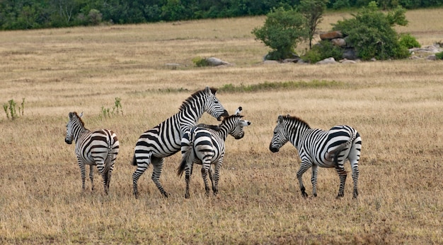 Zebra em estado selvagem