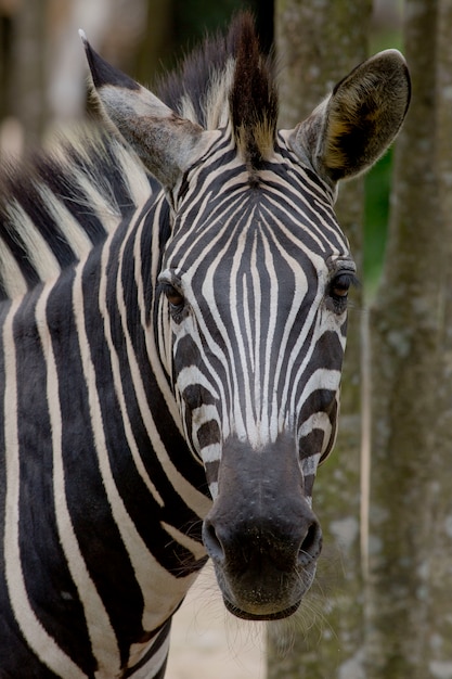 Zebra em fundo escuro. Imagem em preto e branco