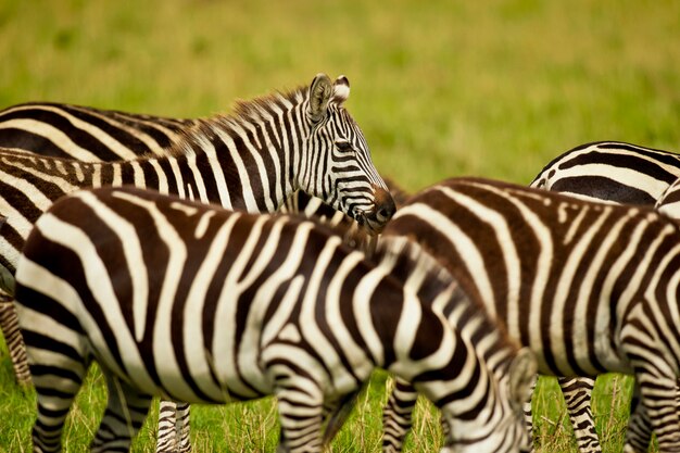 Zebra em Masai Mara