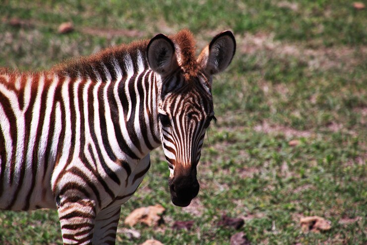 Foto zebra em safari no quênia e na tanzânia, áfrica
