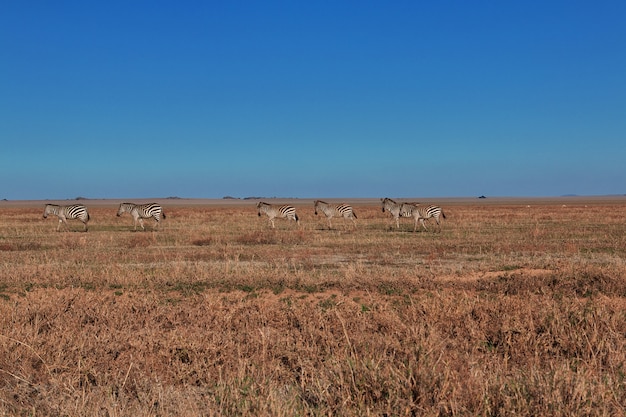 Zebra em safari no quênia e na tanzânia, áfrica