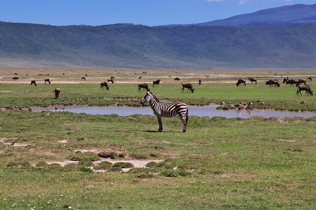 Zebra em safari no Quênia e na Tanzânia, África