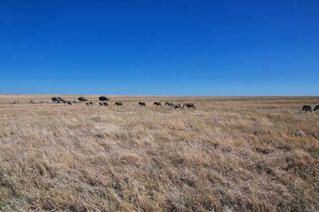 Zebra em safari no Quênia e na Tanzânia, África