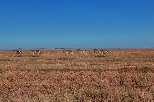 Zebra em safari no Quênia e na Tanzânia, África