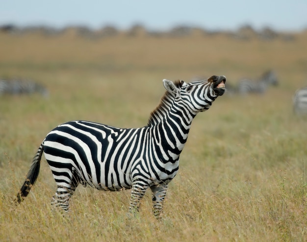 Zebra em Serengeti National Park