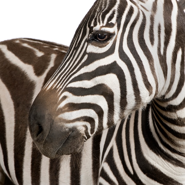 Zebra em um branco isolado