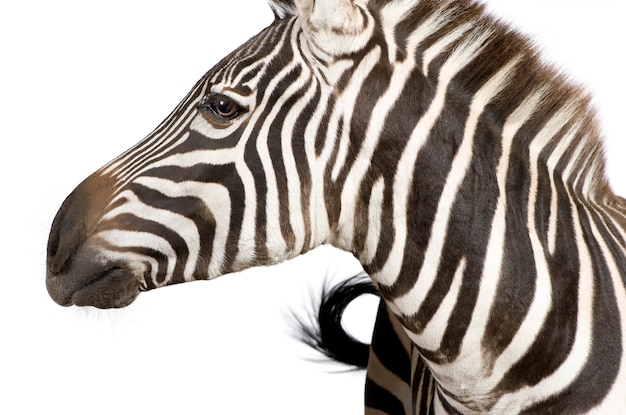 Zebra em um branco isolado