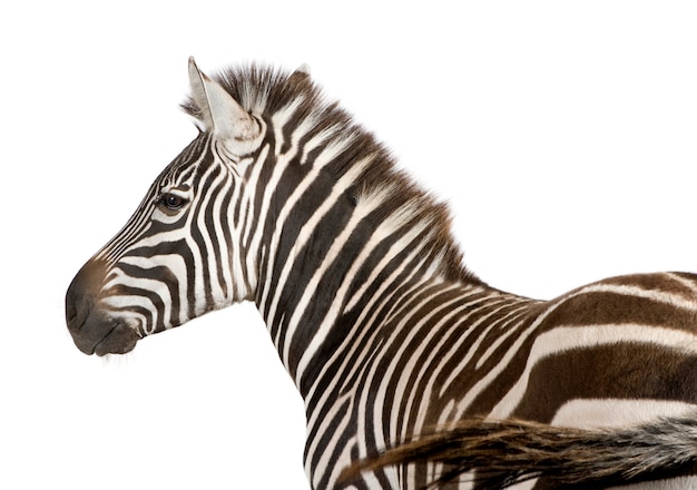 Zebra em um branco isolado