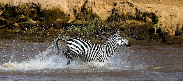 Zebra está cruzando um rio. Quênia. Tanzânia. Parque Nacional. Serengeti. Maasai Mara.